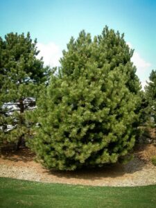 Сосна Чёрная (Pinus Nigra) купить по цене от 270.00р. в интернет-магазине «Посадика» с доставкой почтой в в Арске и по всей России – [изображение №1].