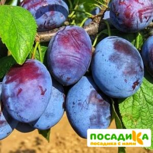 Слива Чачакская ранняя купить по цене от 229.00р. в интернет-магазине «Посадика» с доставкой почтой в в Арске и по всей России – [изображение №1].