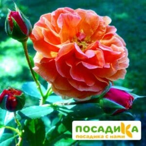 Роза Арабия купить по цене от 350.00р. в интернет-магазине «Посадика» с доставкой почтой в в Арске и по всей России – [изображение №1].