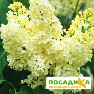 Сирень Примроуз (Primrose) купить по цене от 529.00р. в интернет-магазине «Посадика» с доставкой почтой в в Арске и по всей России – [изображение №1].