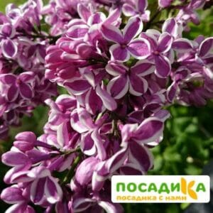 Сирень Сенсация купить по цене от 529.00р. в интернет-магазине «Посадика» с доставкой почтой в в Арске и по всей России – [изображение №1].