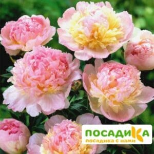 Пион Распберри Сандей (Paeonia Raspberry Sundae) купить по цене от 959р. в интернет-магазине «Посадика» с доставкой почтой в в Арске и по всей России – [изображение №1].