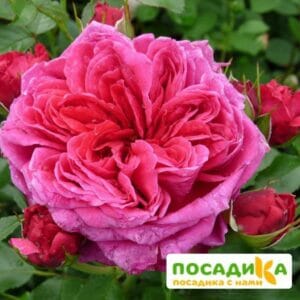 Шраб Роза Соул купить по цене от 390.00р. в интернет-магазине «Посадика» с доставкой почтой в в Арске и по всей России – [изображение №1].