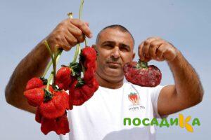 Клубника Гигант Джорнея купить по цене от 266р. в интернет-магазине «Посадика» с доставкой почтой в в Арске и по всей России – [изображение №1].