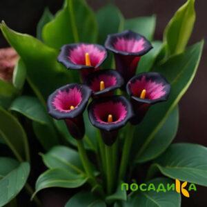 Калла Аура Лейс купить по цене от 400р. в интернет-магазине «Посадика» с доставкой почтой в в Арске и по всей России – [изображение №1].