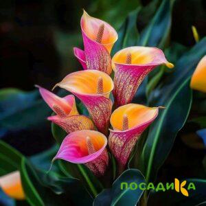 Калла Оникс купить по цене от 450р. в интернет-магазине «Посадика» с доставкой почтой в в Арске и по всей России – [изображение №1].