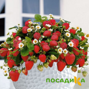 Клубника Рубиновый Шепот (горшечная) купить по цене от 240р. в интернет-магазине «Посадика» с доставкой почтой в в Арске и по всей России – [изображение №1].
