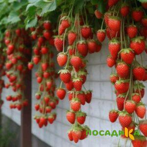 Клубника вьющаяся Комплимент купить по цене от 470р. в интернет-магазине «Посадика» с доставкой почтой в в Арске и по всей России – [изображение №1].