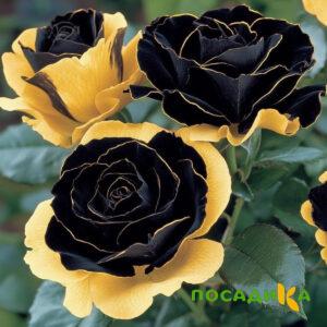 Роза Ханни Сикл купить по цене от 700р. в интернет-магазине «Посадика» с доставкой почтой в в Арске и по всей России – [изображение №1].