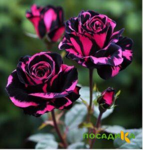 Роза Багровый Шепот купить по цене от 366р. в интернет-магазине «Посадика» с доставкой почтой в в Арске и по всей России – [изображение №1].