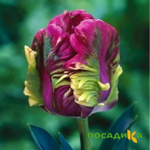 Тюльпан Экзотик Хэвен купить по цене от 186р. в интернет-магазине «Посадика» с доставкой почтой в в Арске и по всей России – [изображение №1].