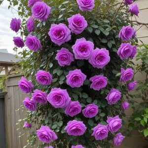 Роза Мистик Уайт купить по цене от 620р. в интернет-магазине «Посадика» с доставкой почтой в в Арске и по всей России – [изображение №1].