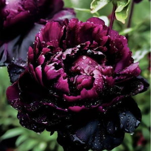 Пион Темный Сад купить по цене от 421р. в интернет-магазине «Посадика» с доставкой почтой в в Арске и по всей России – [изображение №1].