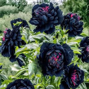 Пион древовидный Сердце Афродиты купить по цене от 600р. в интернет-магазине «Посадика» с доставкой почтой в в Арске и по всей России – [изображение №1].