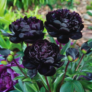 Пион Королевский Бархат купить по цене от 419р. в интернет-магазине «Посадика» с доставкой почтой в в Арске и по всей России – [изображение №1].