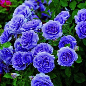 Роза Блю Мун купить по цене от 450р. в интернет-магазине «Посадика» с доставкой почтой в в Арске и по всей России – [изображение №1].