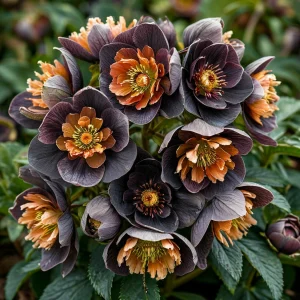 Морозник Блум Айс купить по цене от 499р. в интернет-магазине «Посадика» с доставкой почтой в в Арске и по всей России – [изображение №1].