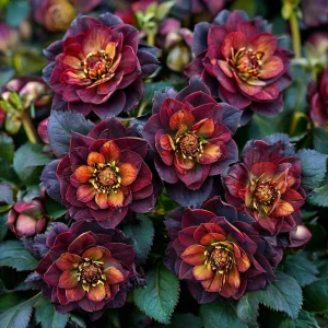 Морозник Сноу Дроп купить по цене от 348р. в интернет-магазине «Посадика» с доставкой почтой в в Арске и по всей России – [изображение №1].