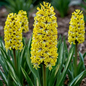 Гиацинт Сансет Голд купить по цене от 2099р. в интернет-магазине «Посадика» с доставкой почтой в в Арске и по всей России – [изображение №1].