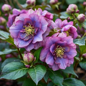 Морозник Айс Принцесс Чарм купить по цене от 650р. в интернет-магазине «Посадика» с доставкой почтой в в Арске и по всей России – [изображение №1].