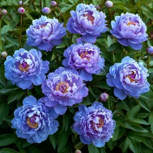 Пион Голубой лотос купить по цене от 590р. в интернет-магазине «Посадика» с доставкой почтой в в Арске и по всей России – [изображение №1].