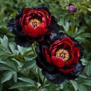 Пион Эбеновый Рубин купить по цене от 419р. в интернет-магазине «Посадика» с доставкой почтой в в Арске и по всей России – [изображение №1].