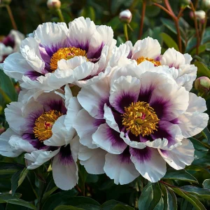 Пион Эко Саммер купить по цене от 548р. в интернет-магазине «Посадика» с доставкой почтой в в Арске и по всей России – [изображение №1].