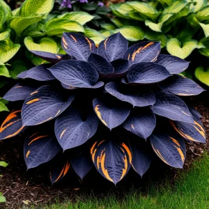 Хоста Умбра купить по цене от 349р. в интернет-магазине «Посадика» с доставкой почтой в в Арске и по всей России – [изображение №1].