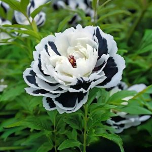 Пион Монохромный Шик купить по цене от 429р. в интернет-магазине «Посадика» с доставкой почтой в в Арске и по всей России – [изображение №1].