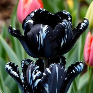 Тюльпан Шелк Нуар купить по цене от 219р. в интернет-магазине «Посадика» с доставкой почтой в в Арске и по всей России – [изображение №1].
