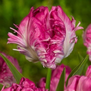 Тюльпан махровый Кул Кристал купить по цене от 400р. в интернет-магазине «Посадика» с доставкой почтой в в Арске и по всей России – [изображение №1].