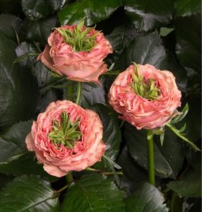 Роза Амбер Инчант купить по цене от 495р. в интернет-магазине «Посадика» с доставкой почтой в в Арске и по всей России – [изображение №1].