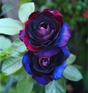 Роза Скарлет Рэвери купить по цене от 489р. в интернет-магазине «Посадика» с доставкой почтой в в Арске и по всей России – [изображение №1].