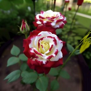 Роза Роял Глом купить по цене от 401р. в интернет-магазине «Посадика» с доставкой почтой в в Арске и по всей России – [изображение №1].