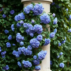 Роза плетистая Блю Перпл купить по цене от 540р. в интернет-магазине «Посадика» с доставкой почтой в в Арске и по всей России – [изображение №1].